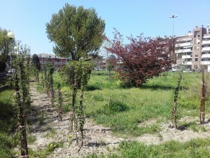 bollate forestazione zandonai