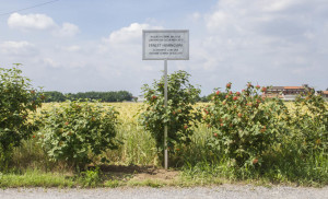 parco balossa