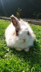 Coniglio nano Camillo
