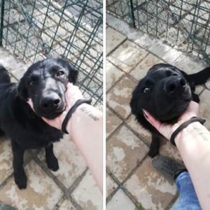 Nerone