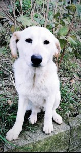 Alba
