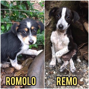 Romolo - Remo