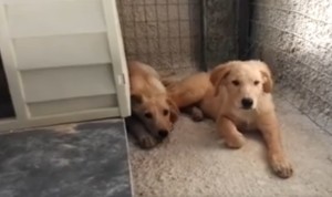 Rudy e Milì