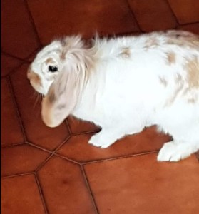 Bunny