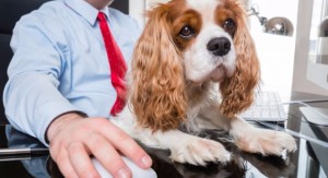 Cane in ufficio - giornata Mondiale
