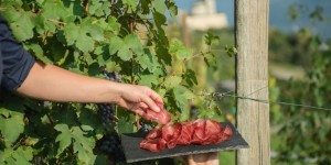 Valtellina_Viaggio di gusto