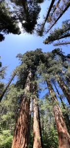 Mente Nomade_foto degli alberi