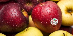 Mela di Valtellina Igp