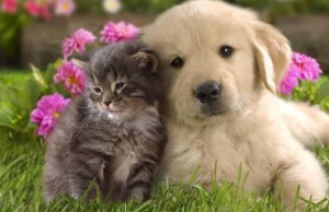 cani e gatti