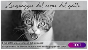 Feliway Quiz_inizio