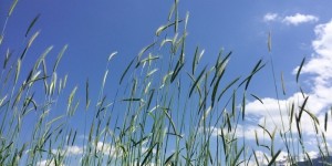 grano saraceno in fiore