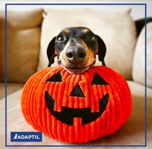 Halloween a 4 zampe_Adaptil