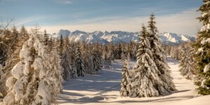 Aprica