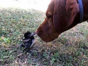 Amicizia tra animali