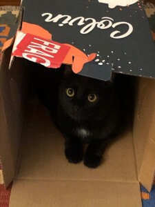 Gatto_11