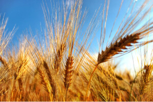 Grano duro