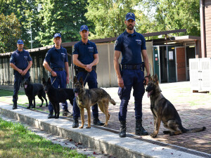 Cani Polizia locale